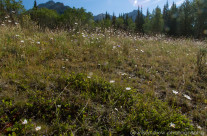 Sawback Mountain