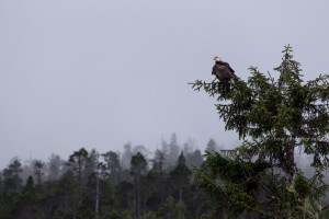 Bald Eagle, Klemtu, Inside Passage, British Columbia, Canada