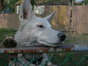 Luna, Toronto, Ontario, Canada